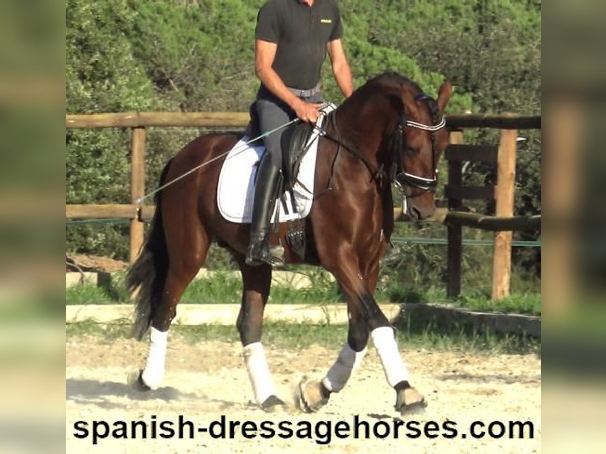 PRE Mix Stallion 5 years 15,2 hh Brown in Barcelona