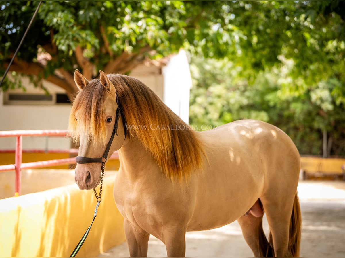 PRE Stallion 5 years 15,2 hh Champagne in Rafelguaraf