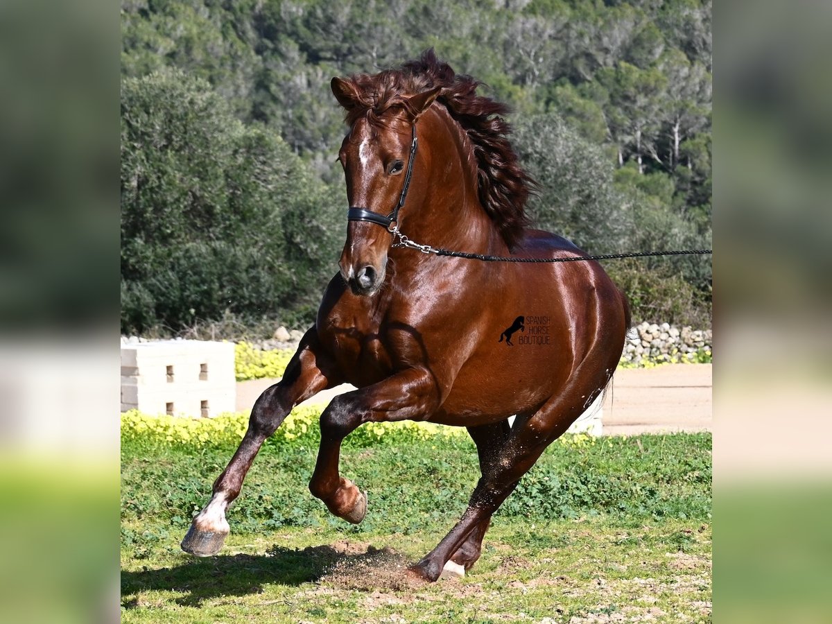 PRE Mix Stallion 5 years 15,2 hh Chestnut-Red in Menorca