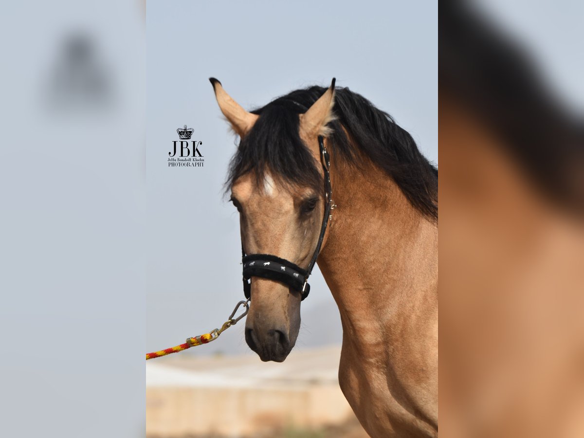 PRE Stallion 5 years 15,2 hh Dun in Tabernas Almeria