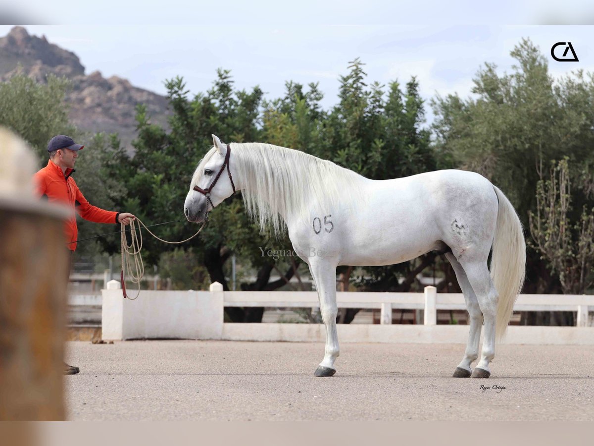 PRE Stallion 5 years 15,2 hh Gray-Dapple in Puerto Lumbreras