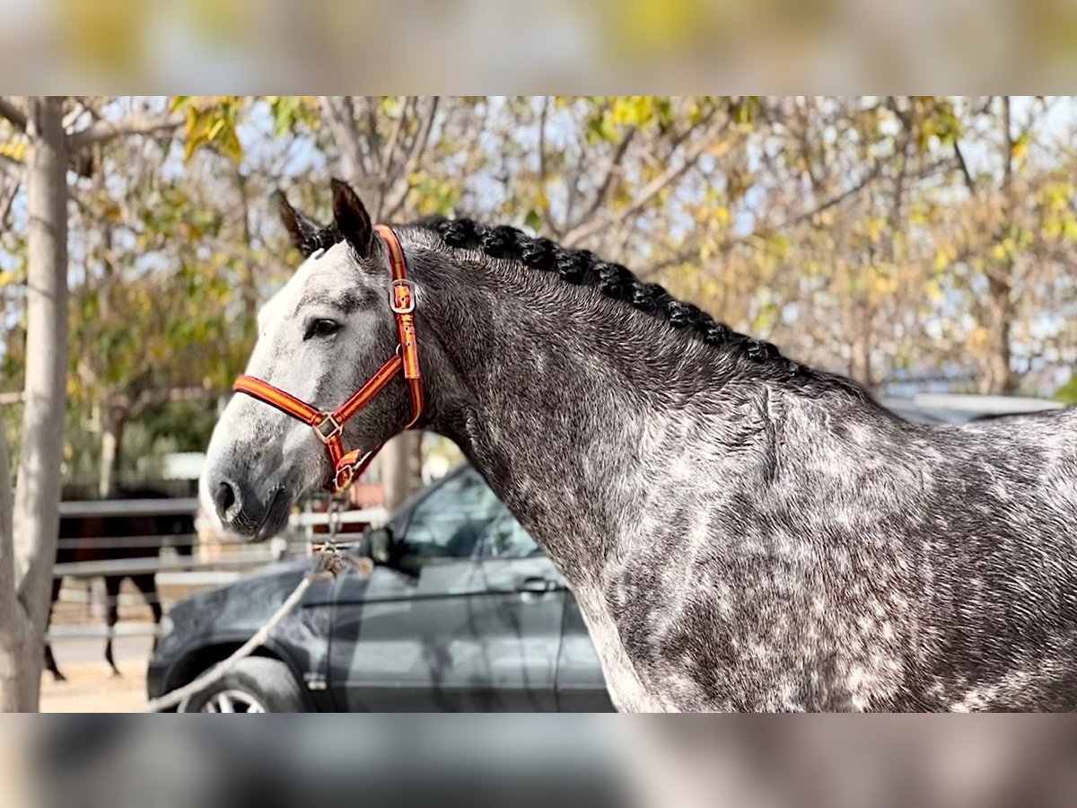 PRE Stallion 5 years 15,2 hh Gray-Dark-Tan in Valencia