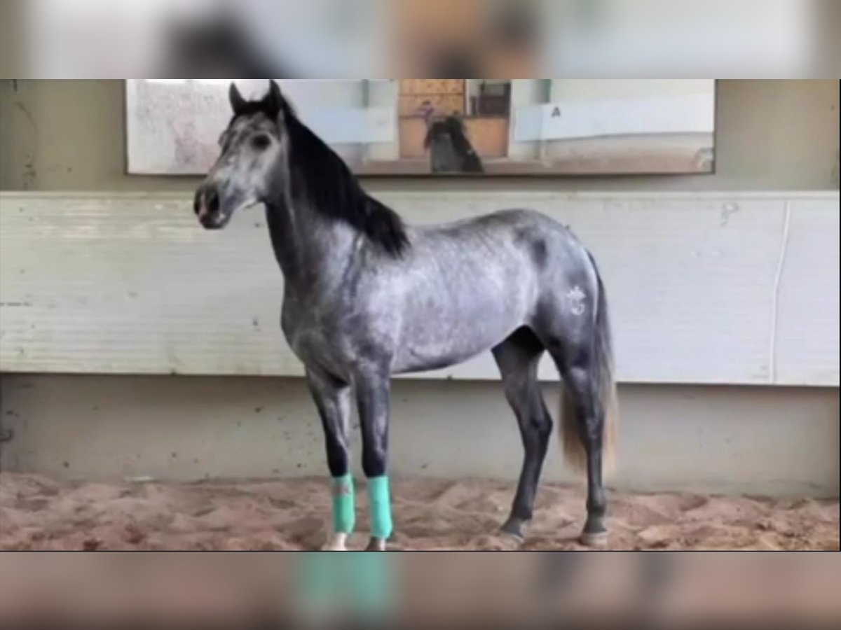 PRE Mix Stallion 5 years 15,2 hh Gray in Alicante