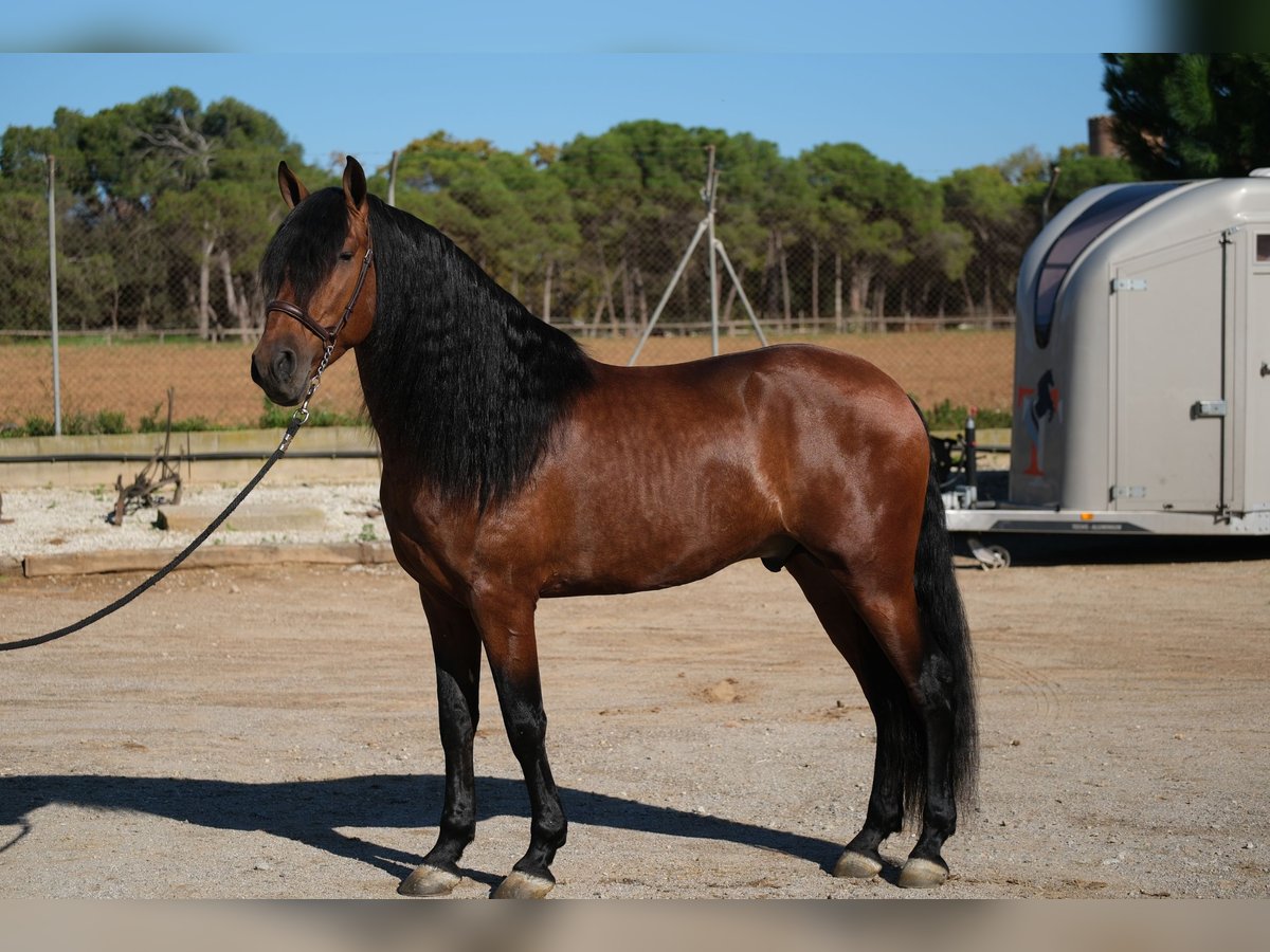 PRE Mix Stallion 5 years 15,3 hh Bay in Hamburg