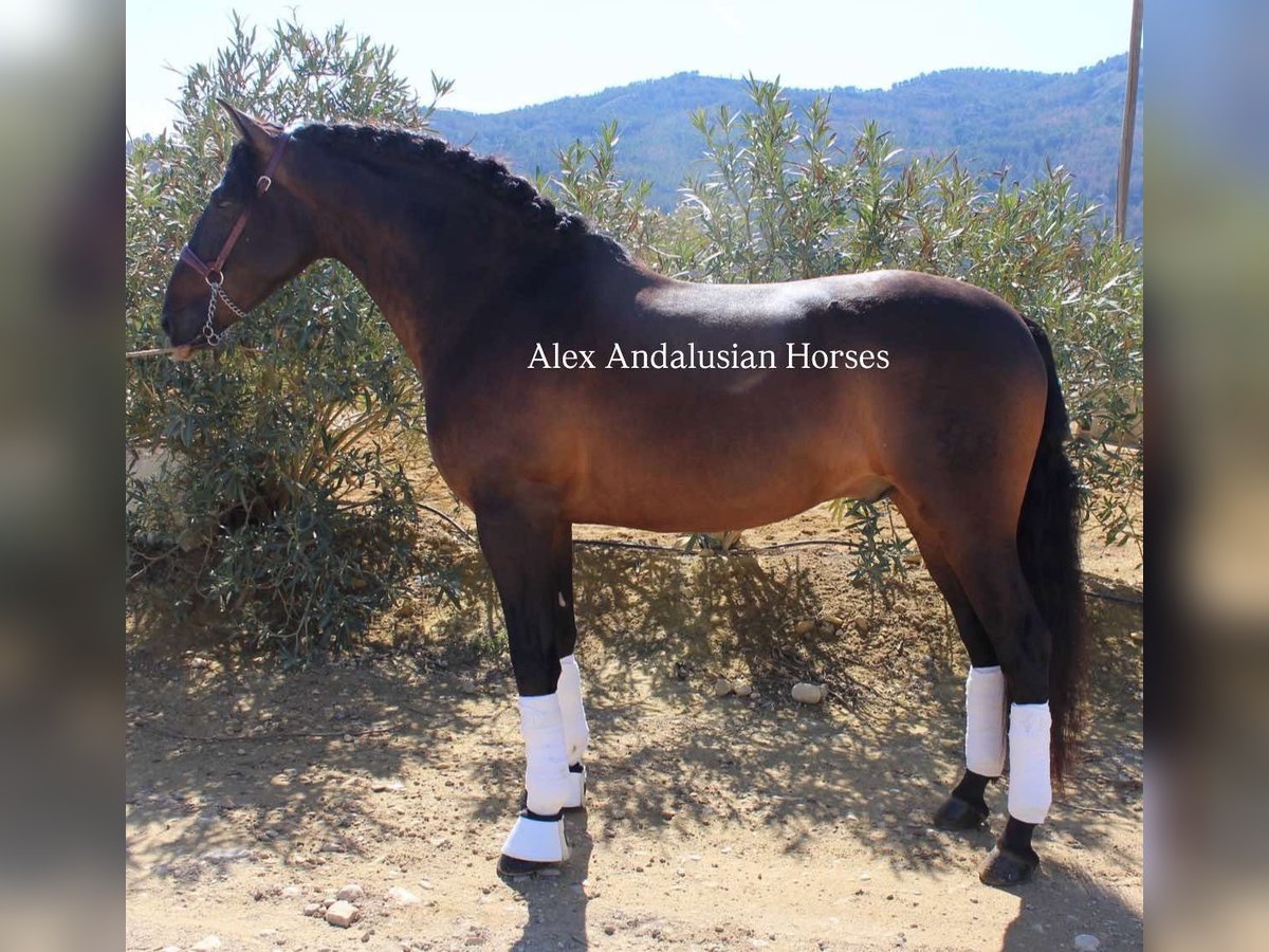 PRE Mix Stallion 5 years 15,3 hh Bay-Dark in Sevilla