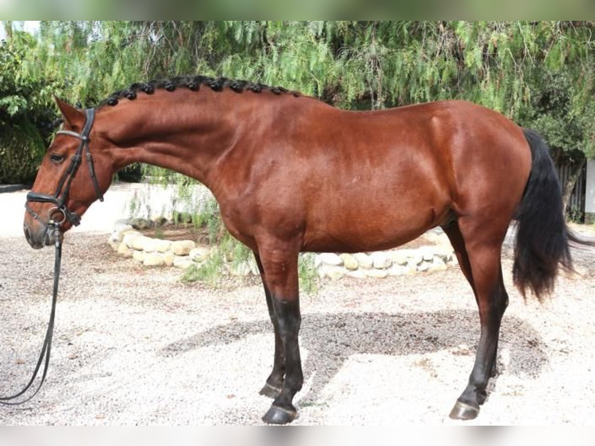 PRE Mix Stallion 5 years 15,3 hh Brown in Barcelona