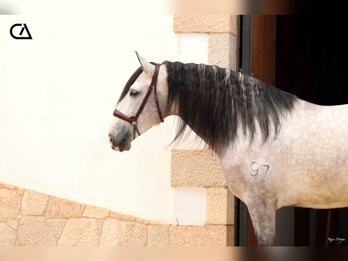 PRE Stallion 5 years 15,3 hh in Puerto Lumbreras