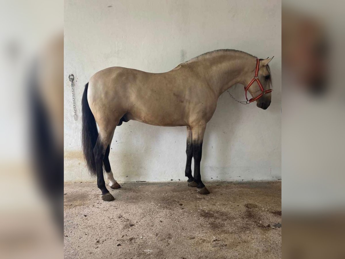 PRE Stallion 5 years 15,3 hh Dun in Tarifa