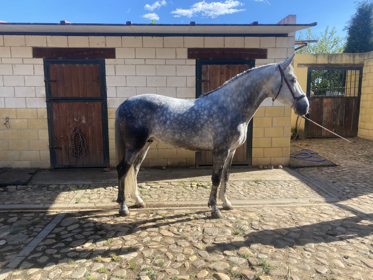 PRE Stallion 5 years 15,3 hh Gray-Dapple in Yunquera De Henares