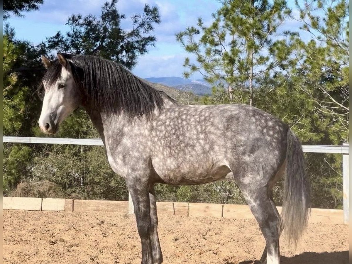 PRE Stallion 5 years 15,3 hh Gray-Dark-Tan in Valencia