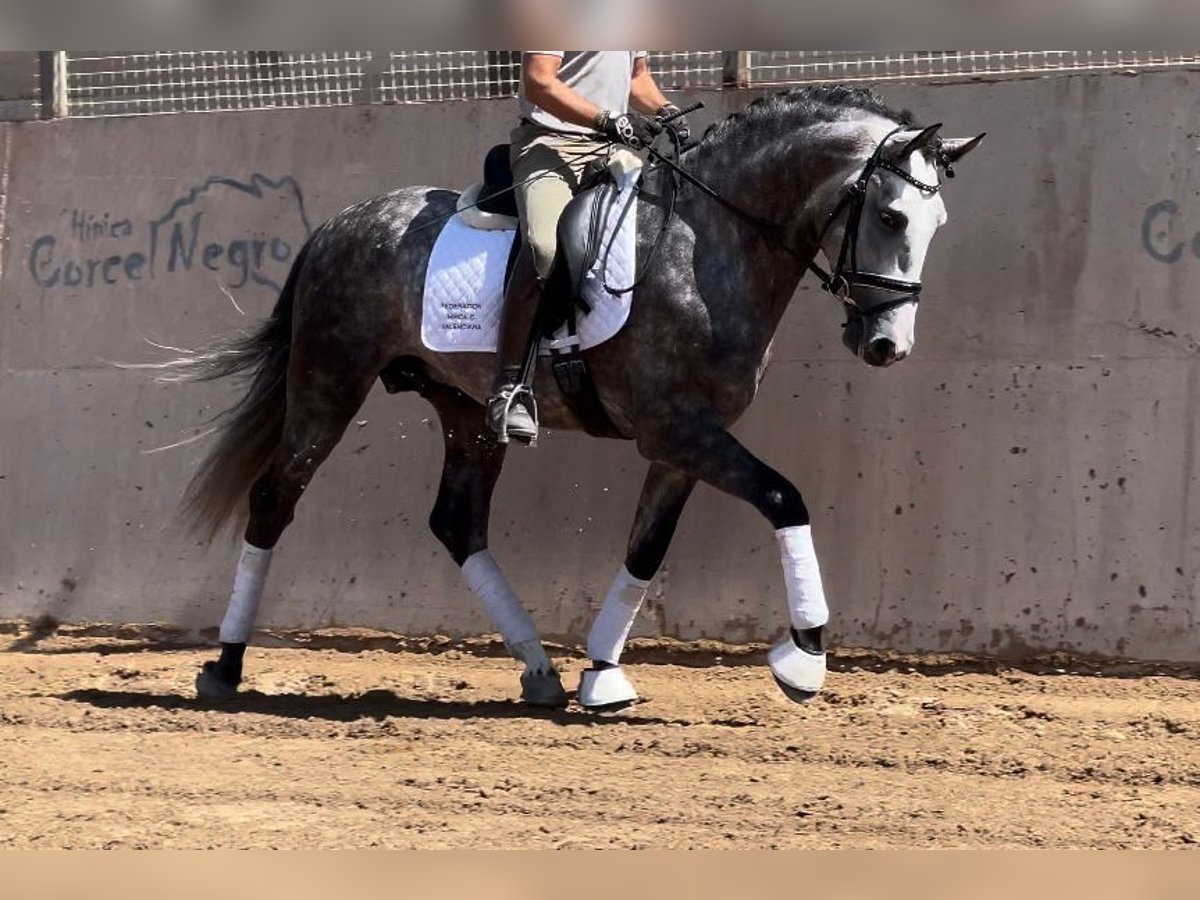 PRE Stallion 5 years 15,3 hh Gray-Dark-Tan in Valencia