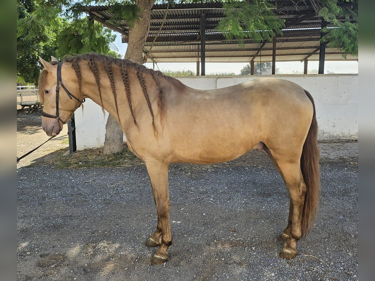 PRE Mix Stallion 5 years 15,2 hh Champagne in Hamburg
