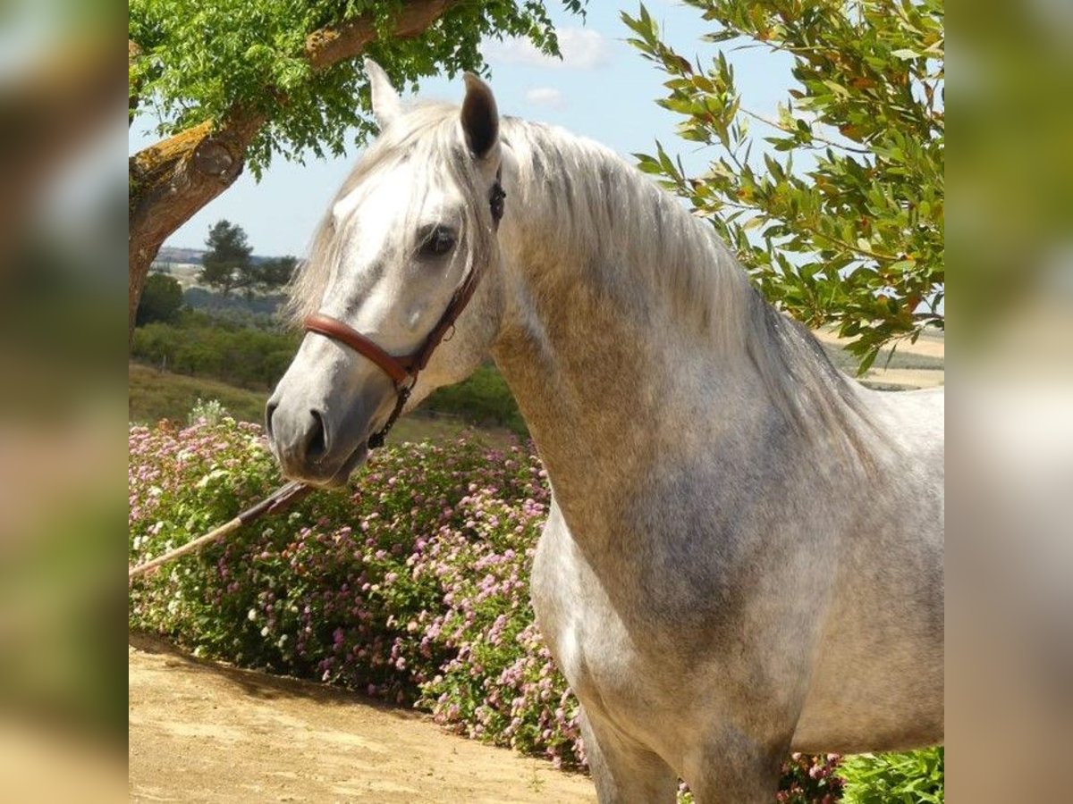 PRE Mix Stallion 5 years 15,2 hh Gray in Sevilla
