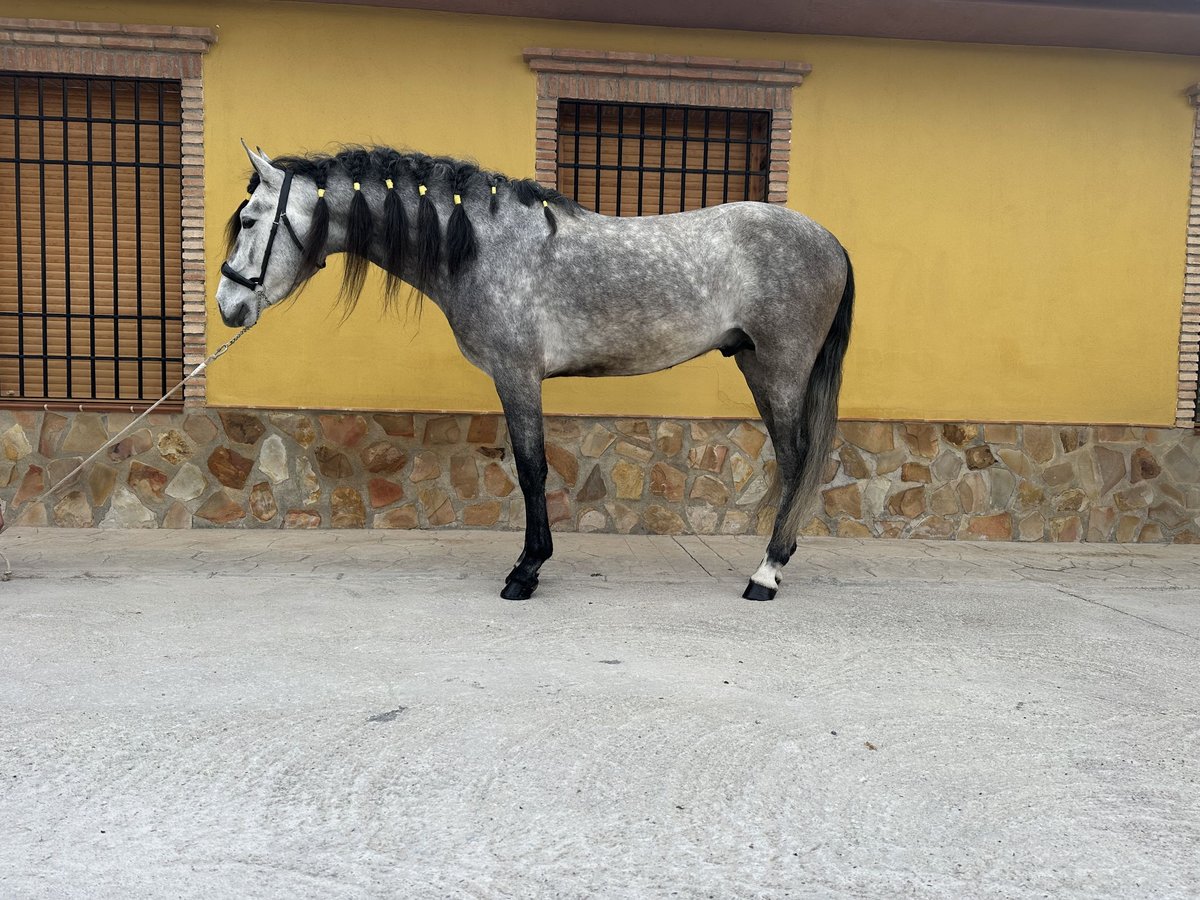 PRE Stallion 5 years 15,2 hh Grey-Dapple in Valderrubio