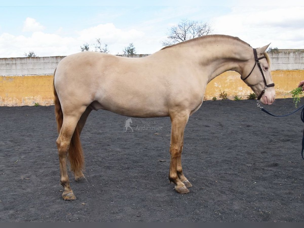 PRE Stallion 5 years 15,2 hh Pearl in Provinz Granada