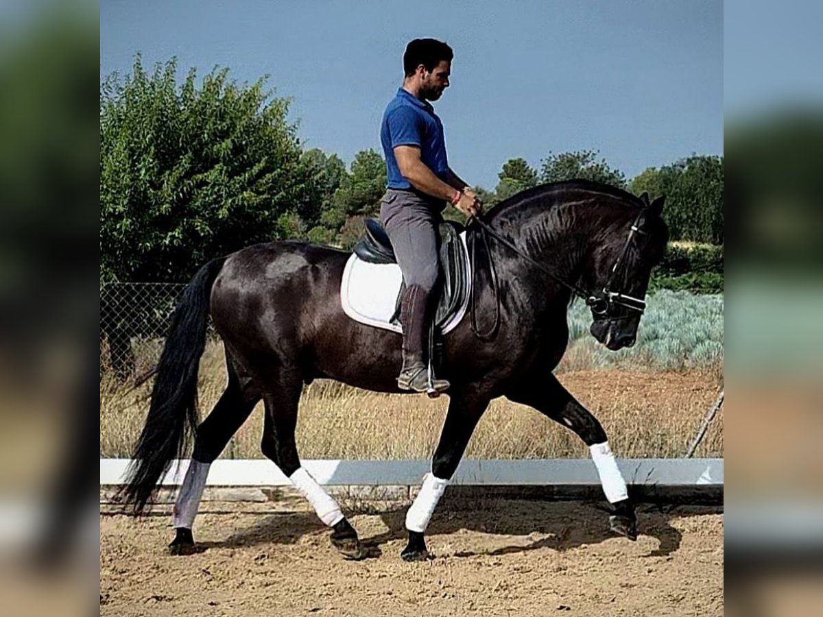 PRE Mix Stallion 5 years 15,3 hh Black in Martfeld