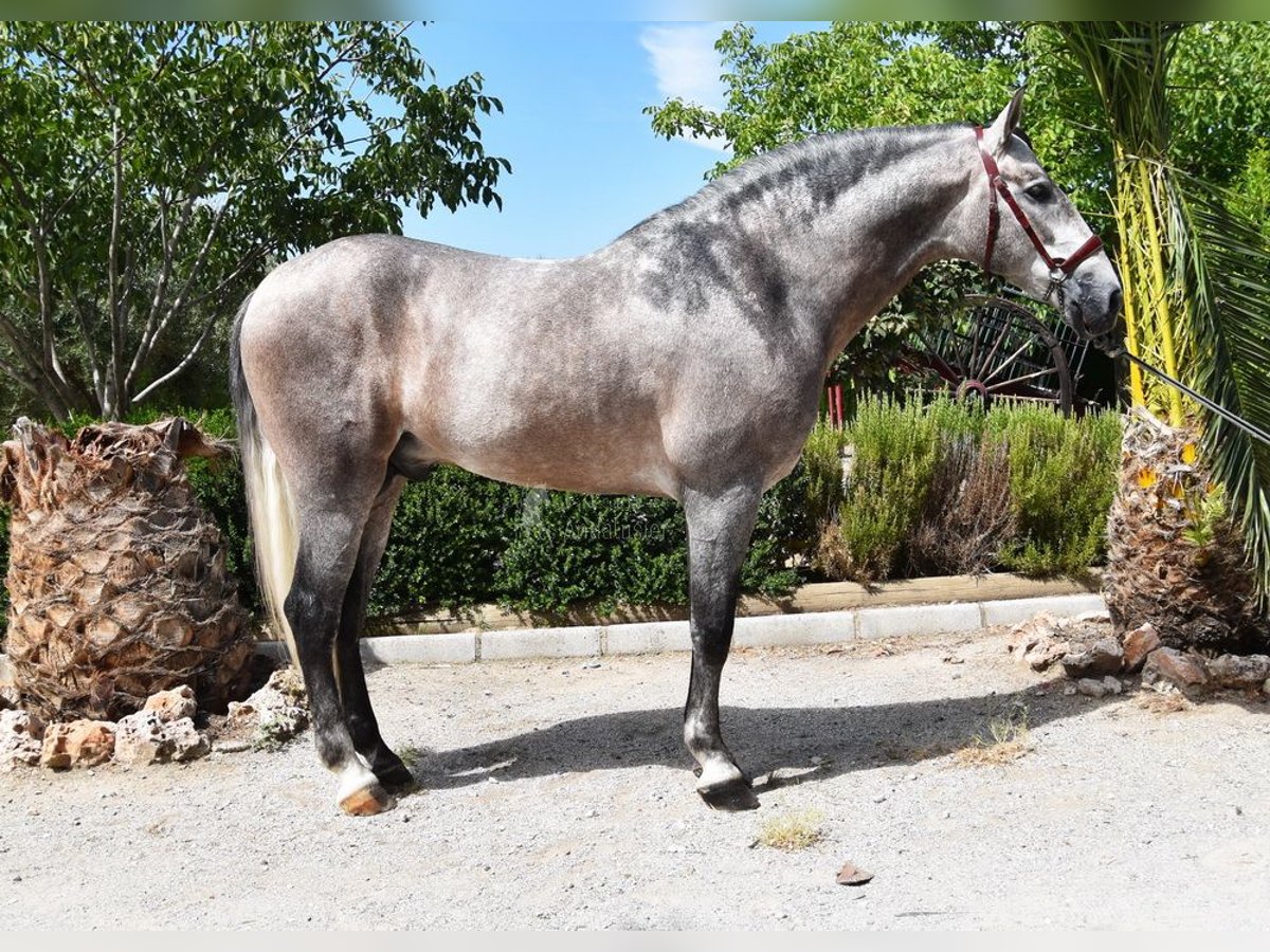 PRE Stallion 5 years 16,1 hh in Provinz Granada