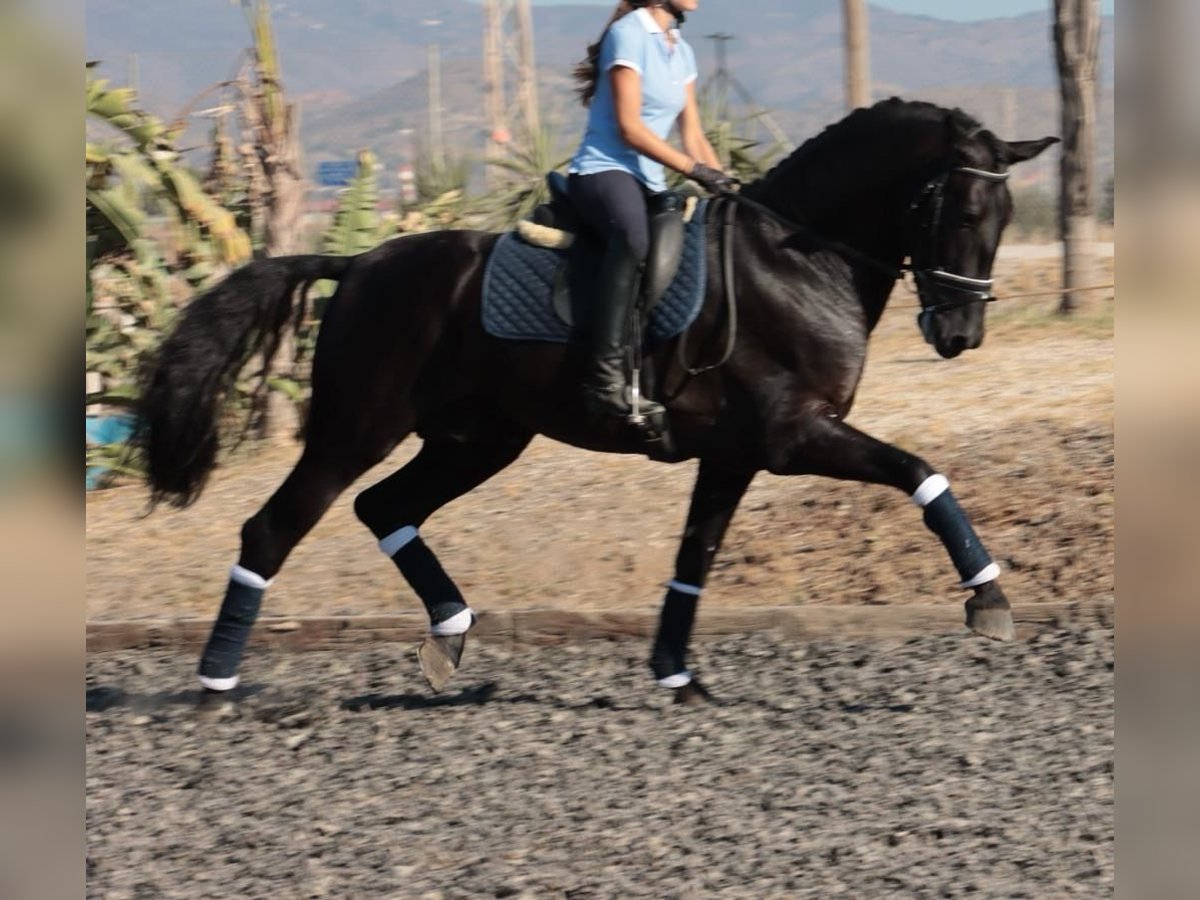PRE Mix Stallion 5 years 16,1 hh Black in Malaga