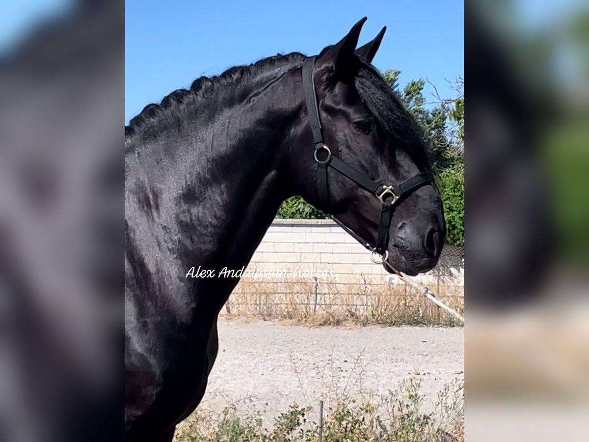 PRE Mix Stallion 5 years 16,1 hh Black in Sevilla