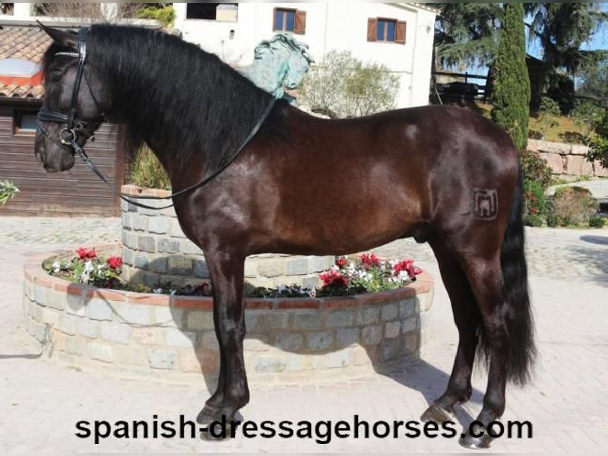 PRE Mix Stallion 5 years 16,1 hh Black in Barcelona
