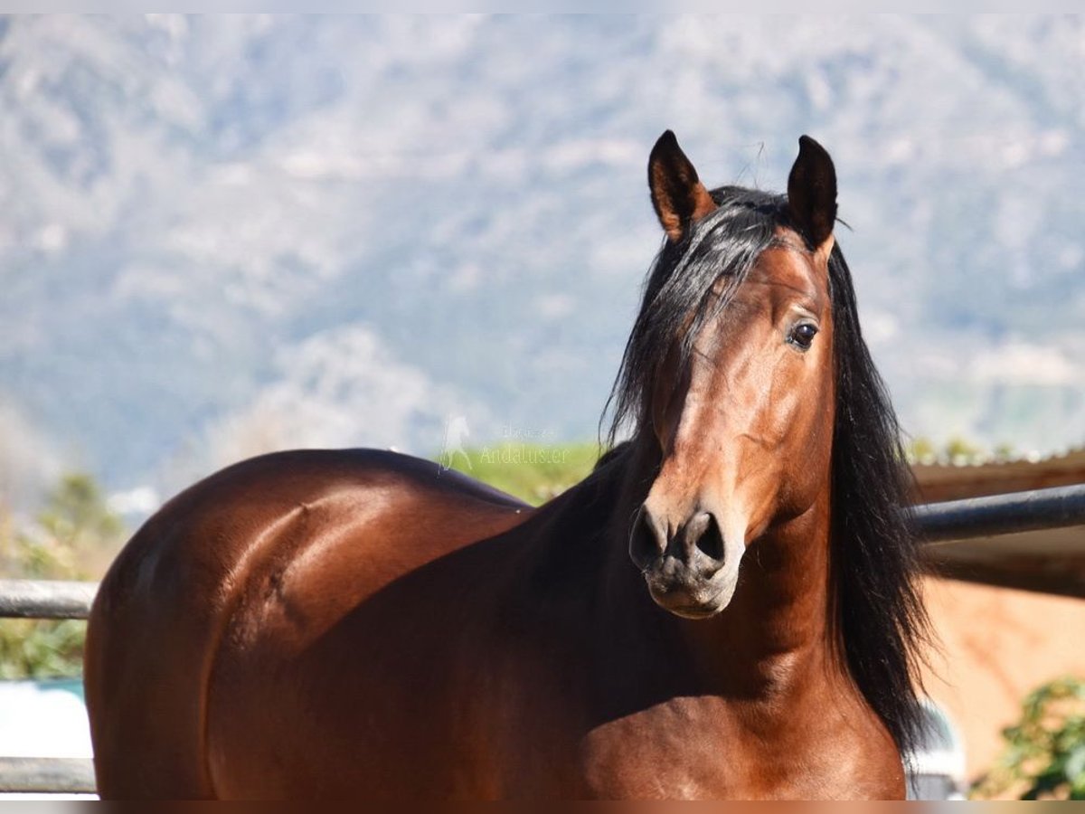 PRE Stallion 5 years 16,1 hh Brown in Miralvalles