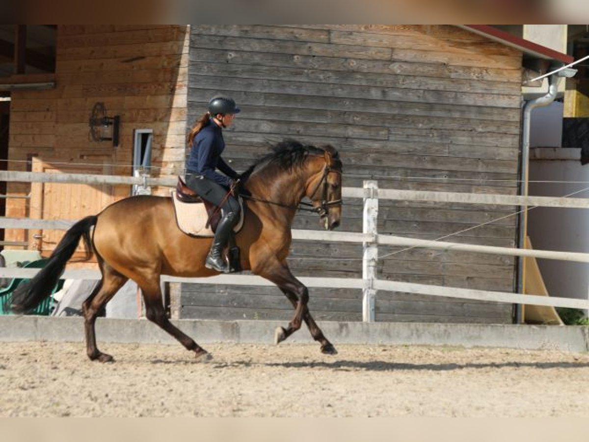 PRE Mix Stallion 5 years 16,1 hh Dun in Bibertal