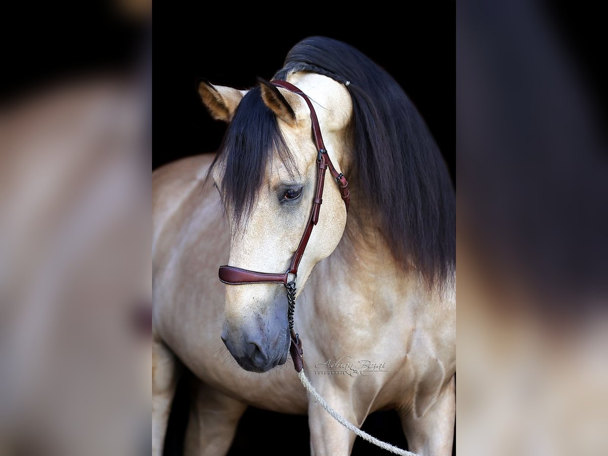 PRE Stallion 5 years 16,1 hh Dun in Sigmarszell