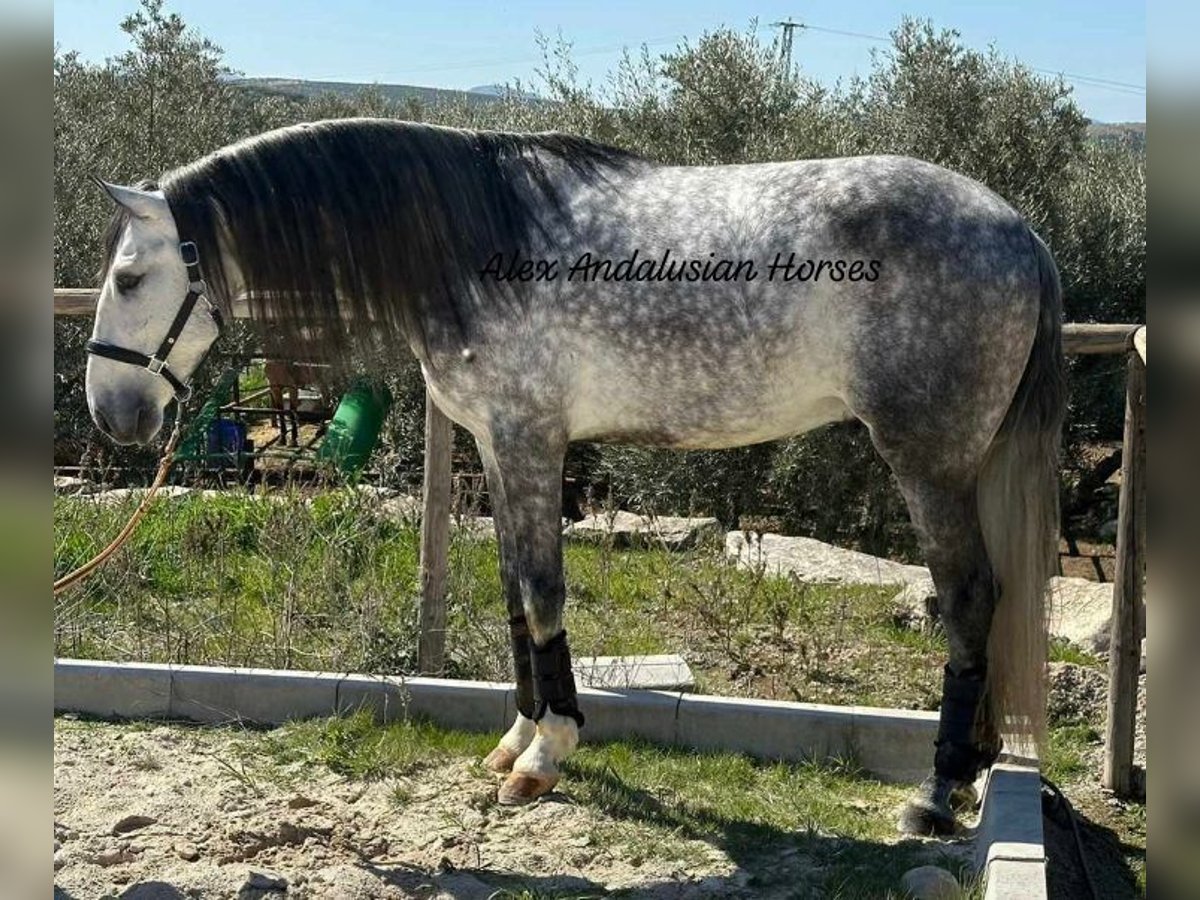 PRE Mix Stallion 5 years 16,1 hh Gray-Dapple in Sevilla