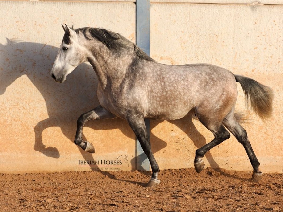 PRE Mix Stallion 5 years 16,1 hh Grey in Navas Del Madro&#xF1;o