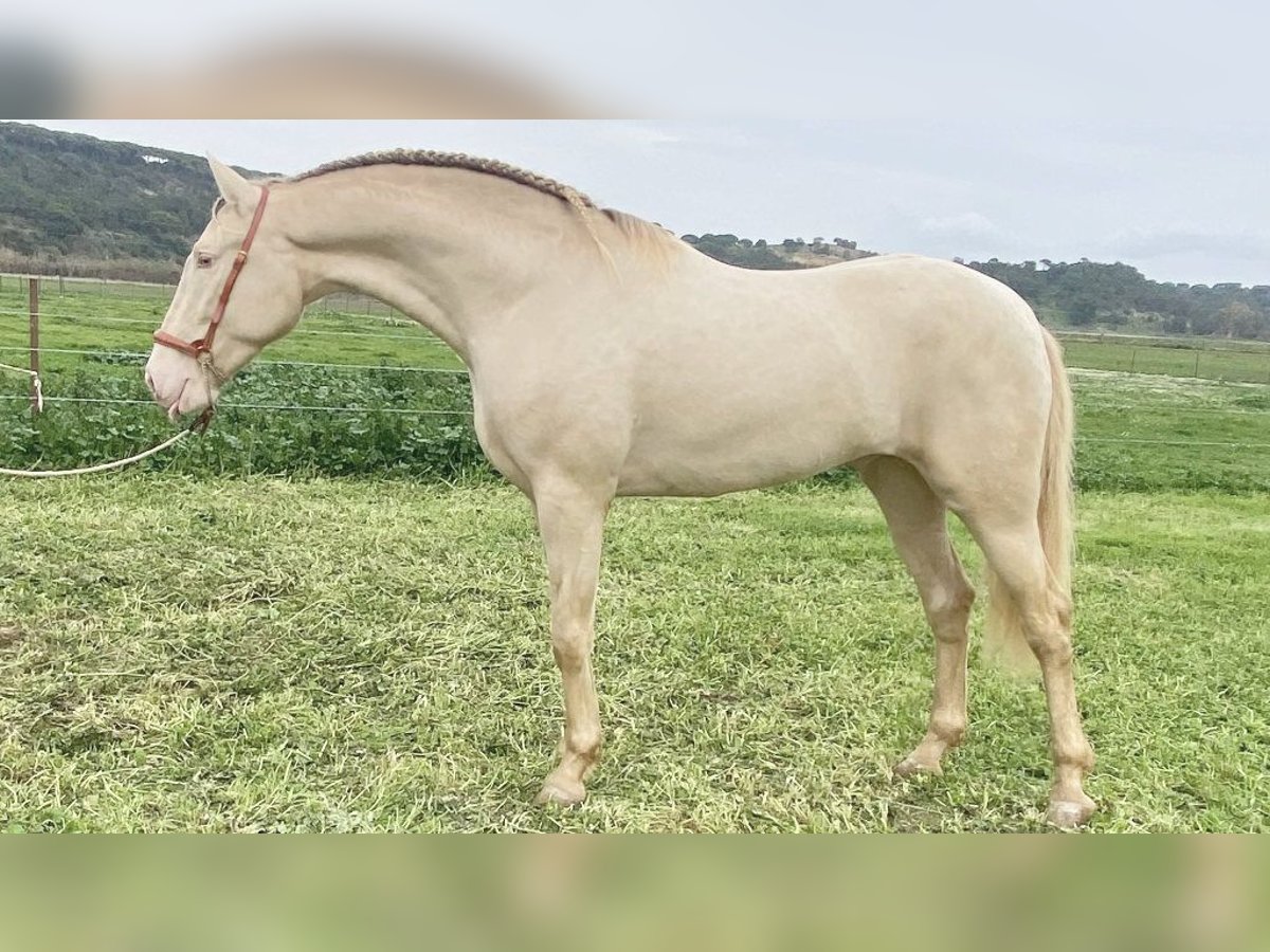 PRE Mix Stallion 5 years 16,1 hh Pearl in NAVAS DEL MADRONO