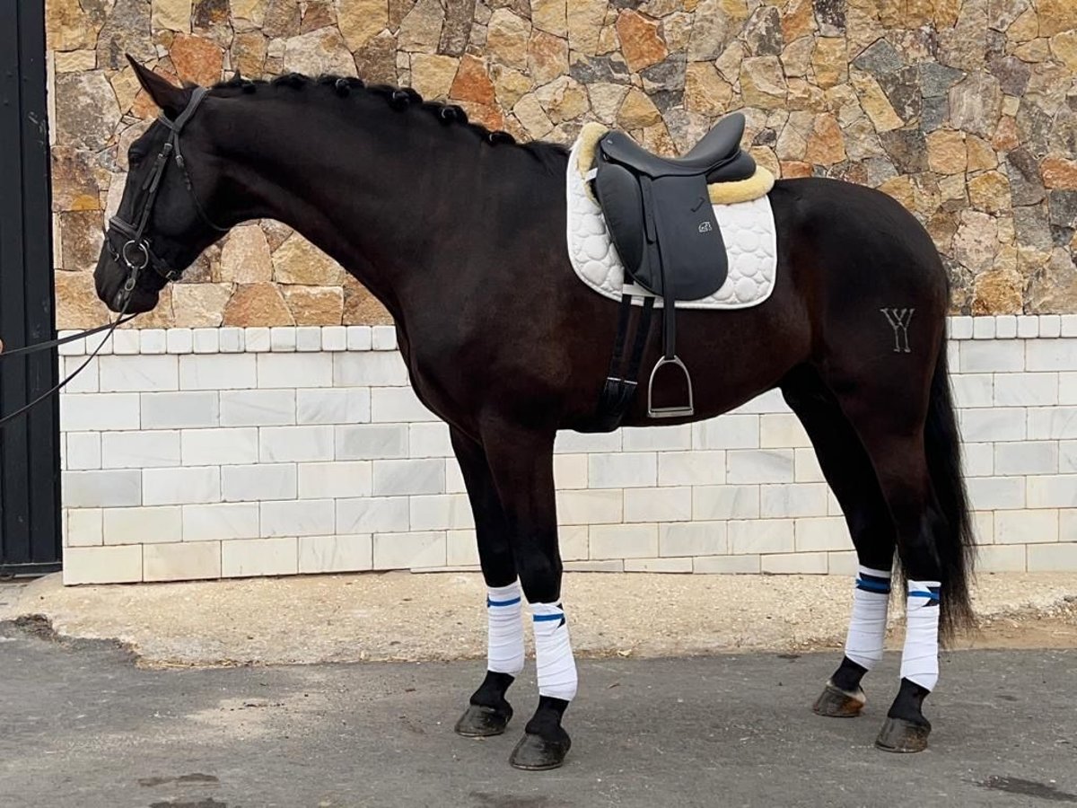 PRE Stallion 5 years 16,1 hh Smoky-Black in Malaga