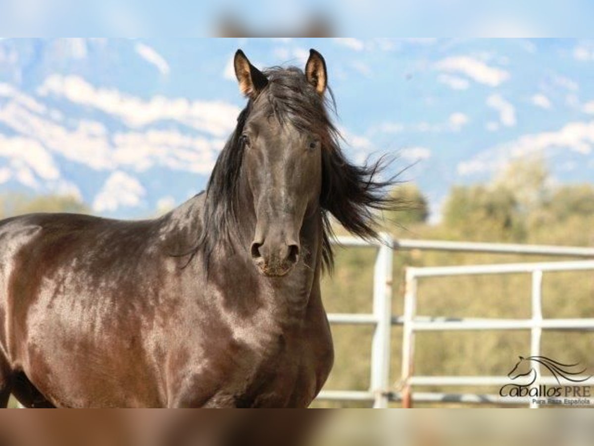 PRE Stallion 5 years 16,2 hh Black in Barcelona