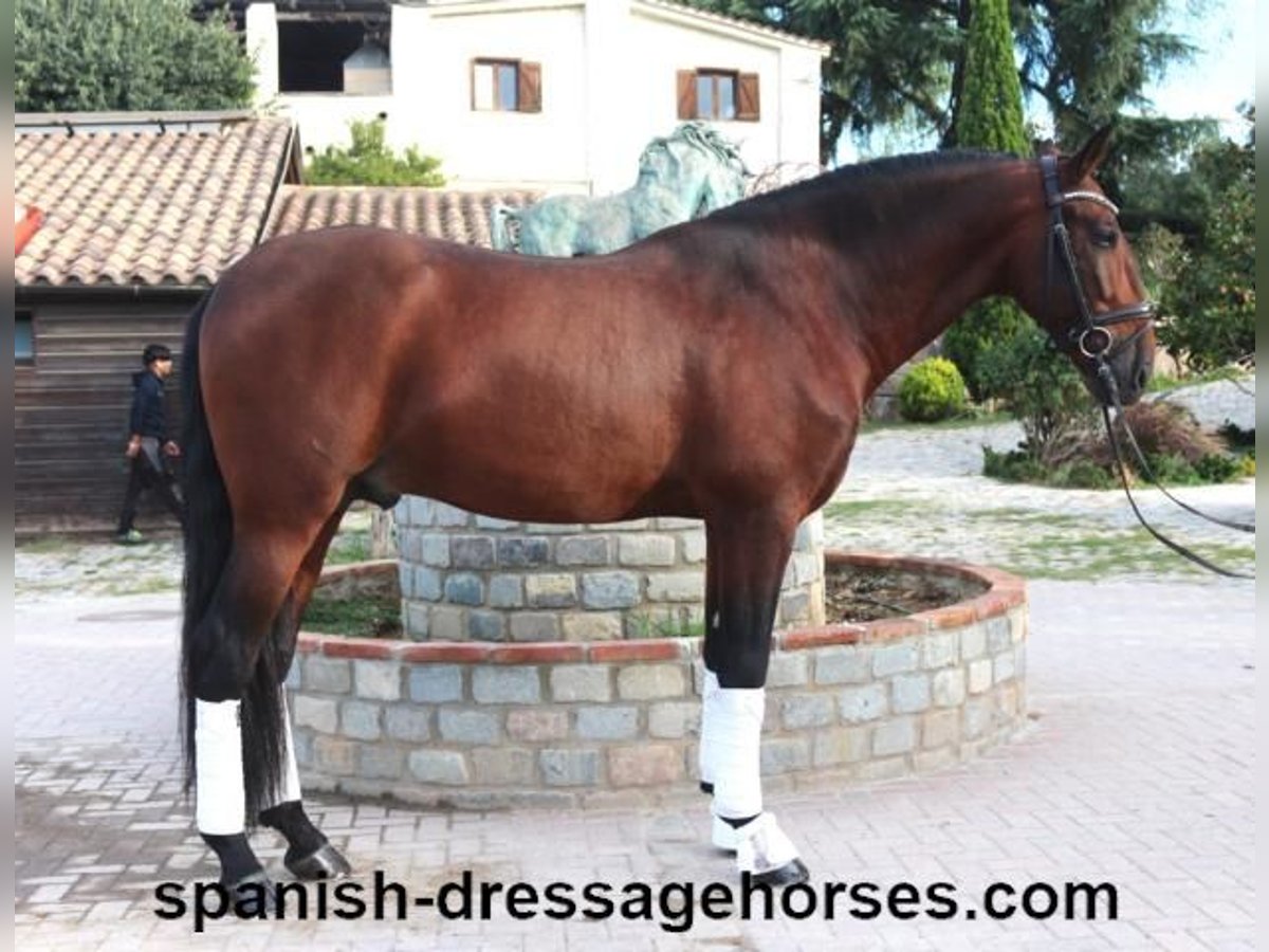 PRE Mix Stallion 5 years 16,2 hh Brown in Barcelona