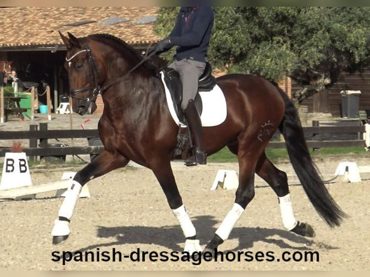 PRE Mix Stallion 5 years 16,2 hh Brown in Barcelona