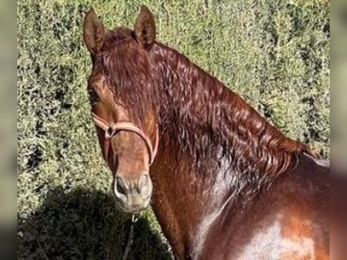 PRE Mix Stallion 5 years 16,2 hh Chestnut in ALICANTE