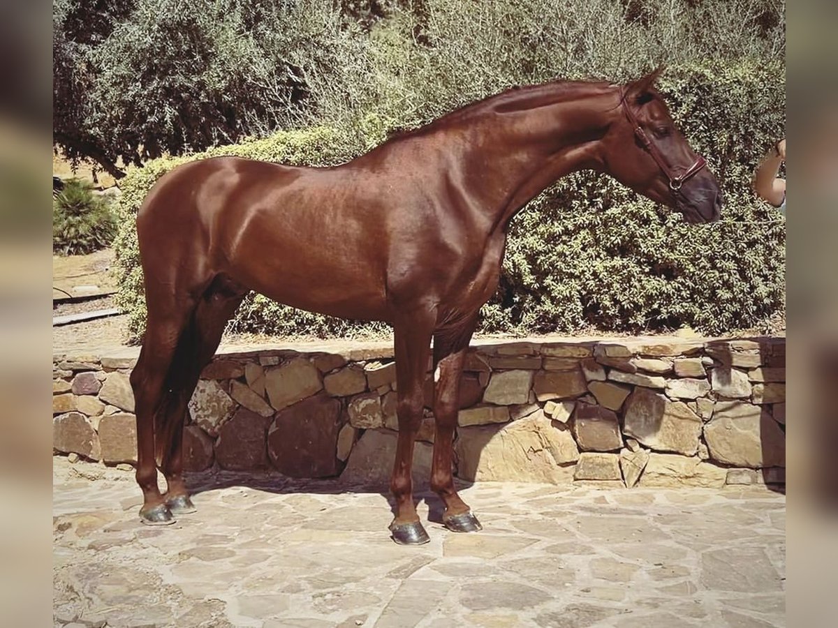 PRE Stallion 5 years 16,2 hh Chestnut-Red in Campo De Camara (Almogia)