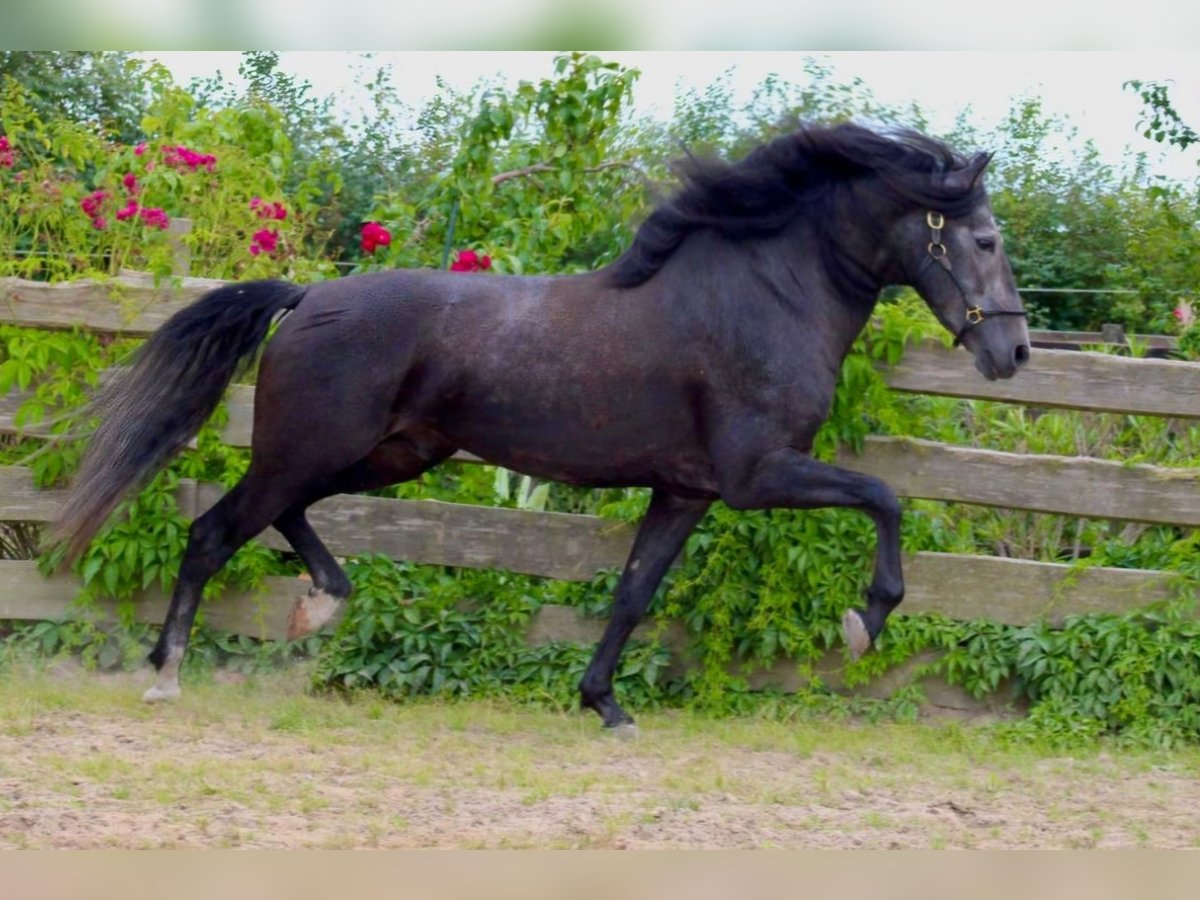 PRE Stallion 5 years 16,2 hh Gray-Dark-Tan in Brandis