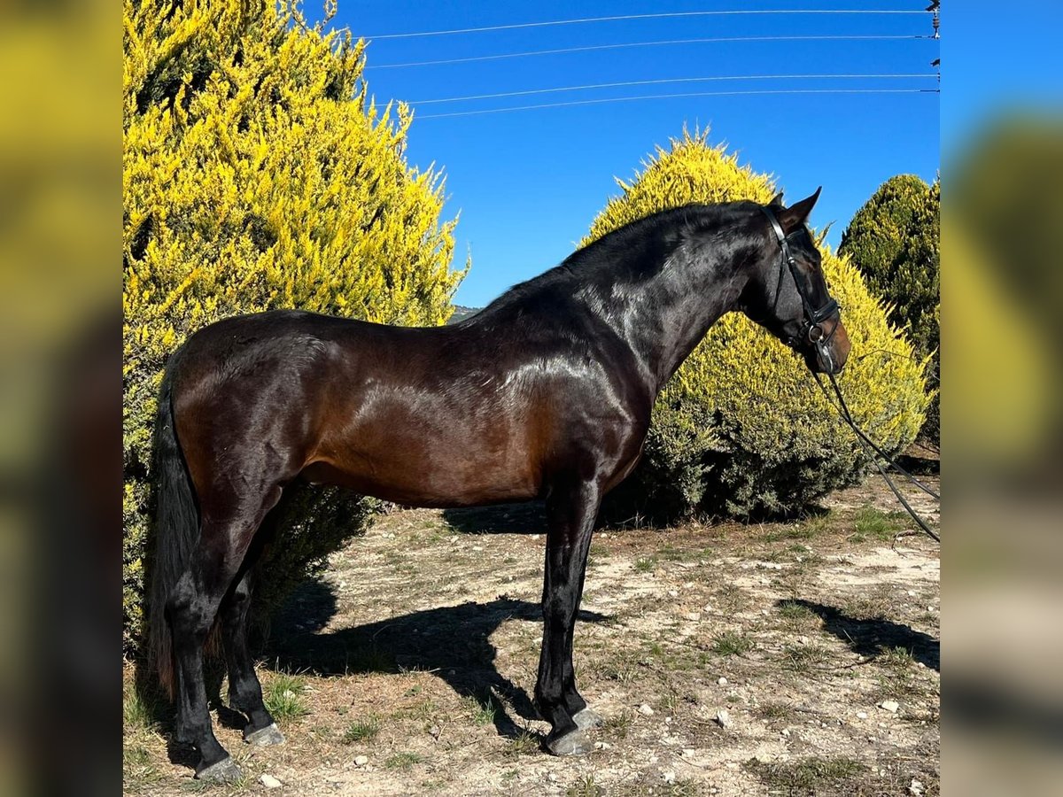 PRE Stallion 5 years 16,3 hh Bay-Dark in Alicante