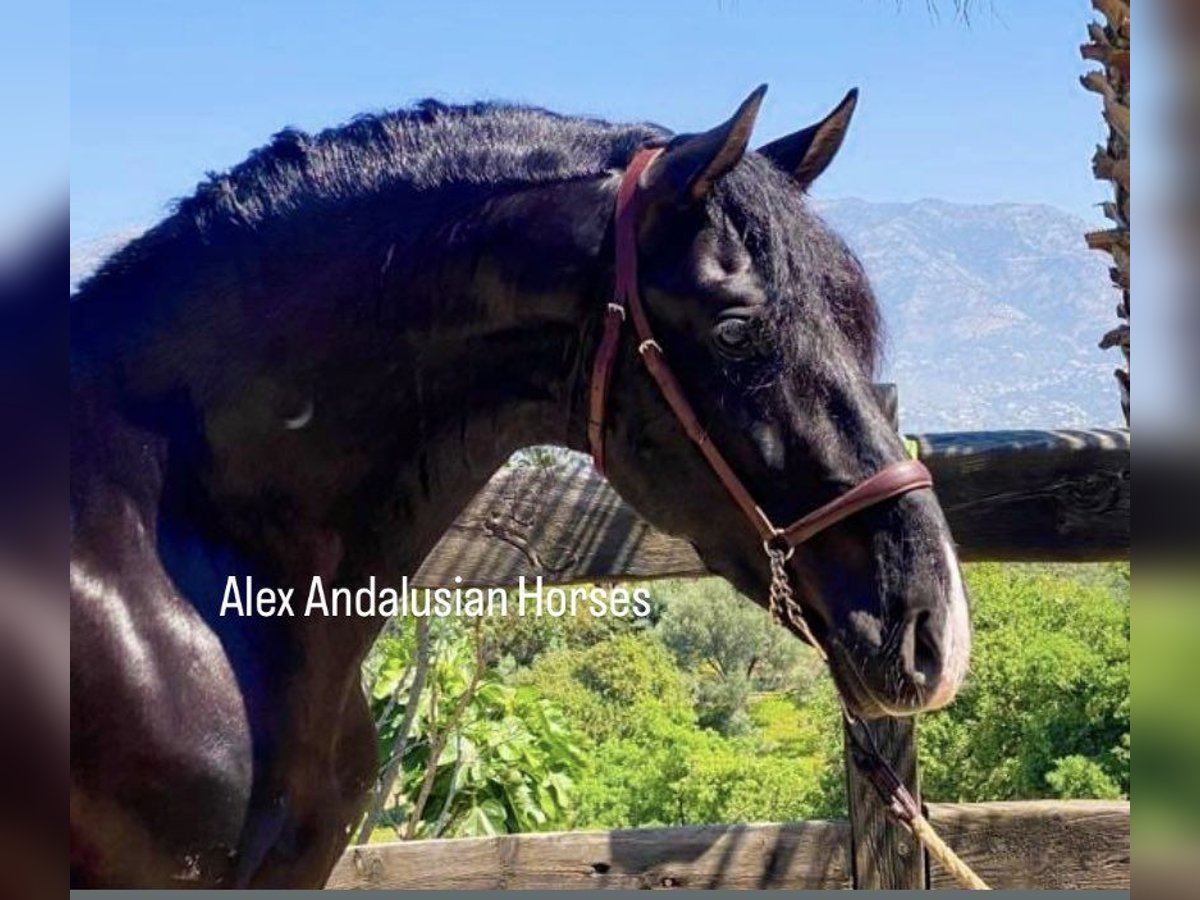 PRE Mix Stallion 5 years 16 hh Bay-Dark in Sevilla