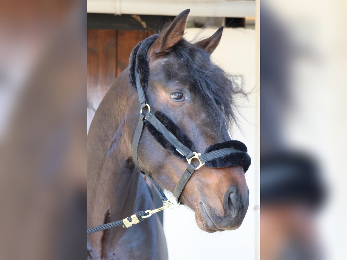 PRE Stallion 5 years 16 hh Bay-Dark in Madrid