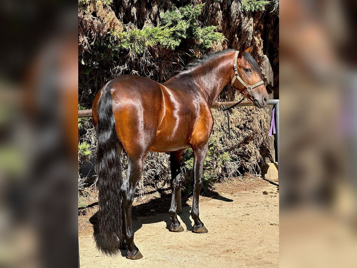 PRE Stallion 5 years 16 hh Bay in Madrid