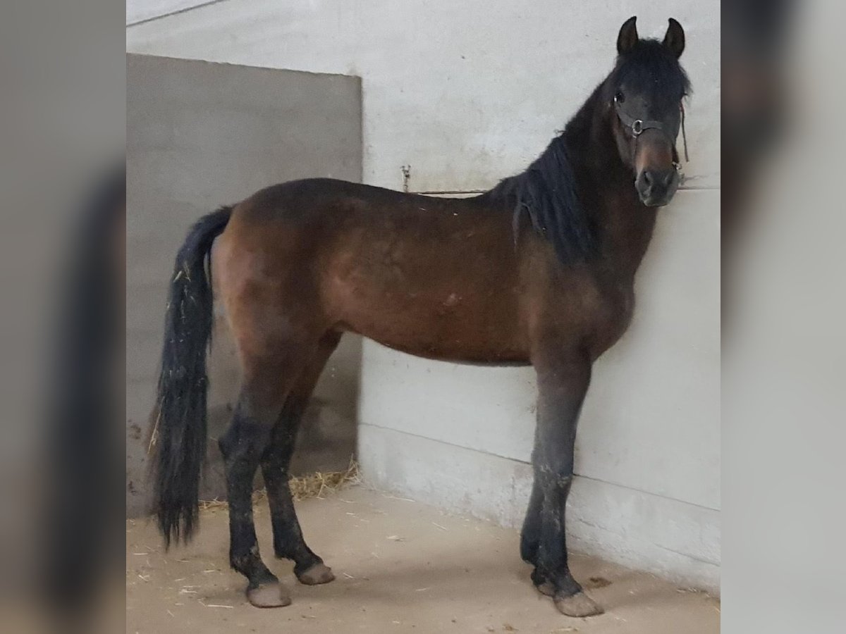 PRE Mix Stallion 5 years 16 hh Bay in Madrid