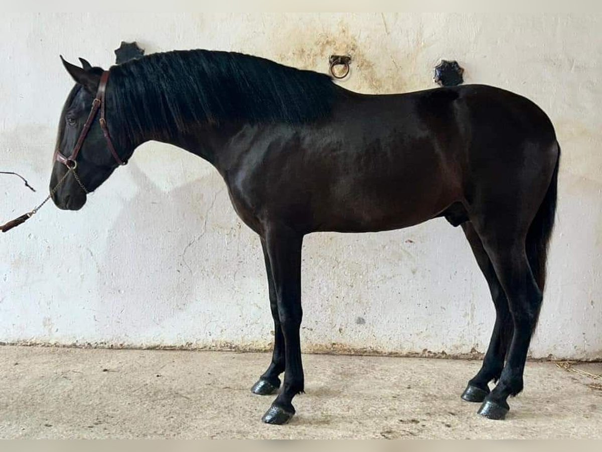 PRE Mix Stallion 5 years 16 hh Black in Podersdorf am See