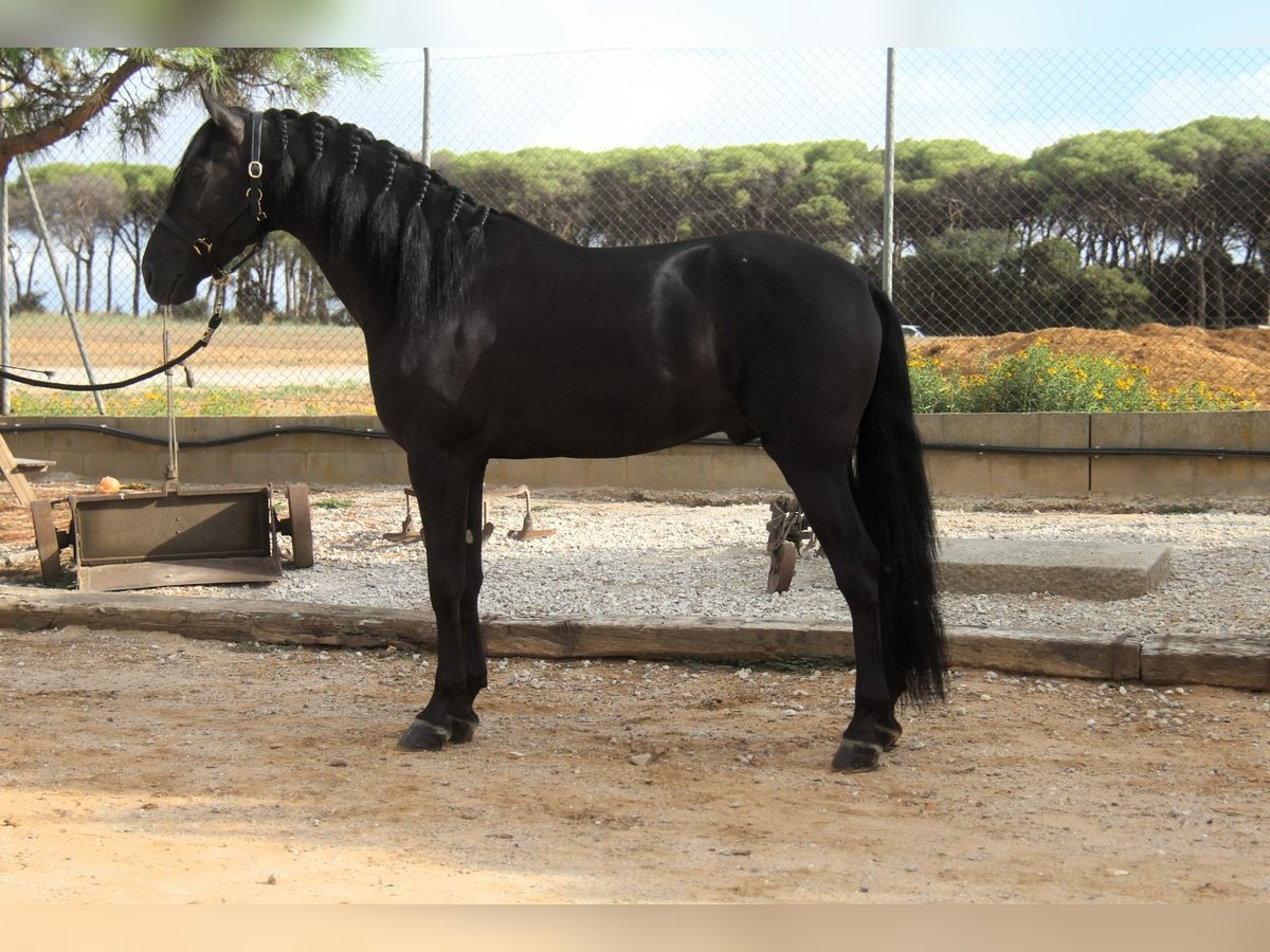 PRE Mix Stallion 5 years 16 hh Black in Hamburg