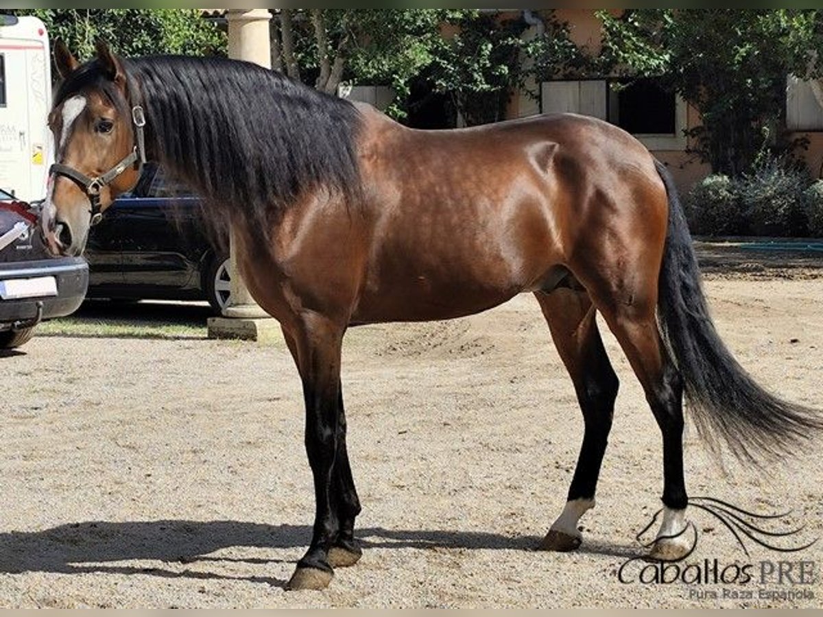 PRE Mix Stallion 5 years 16 hh Brown in Palma de Mallorca