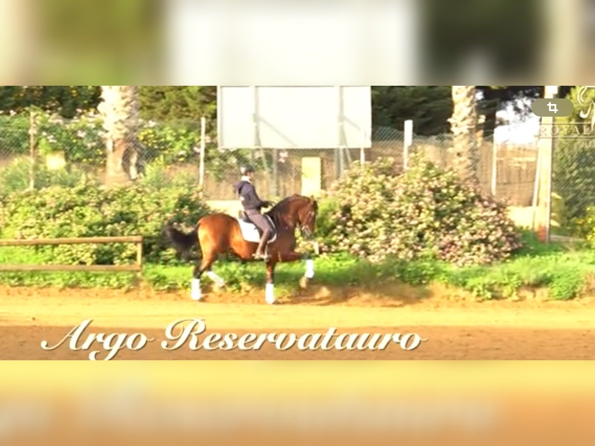 PRE Stallion 5 years 16 hh Brown-Light in La Barrosa