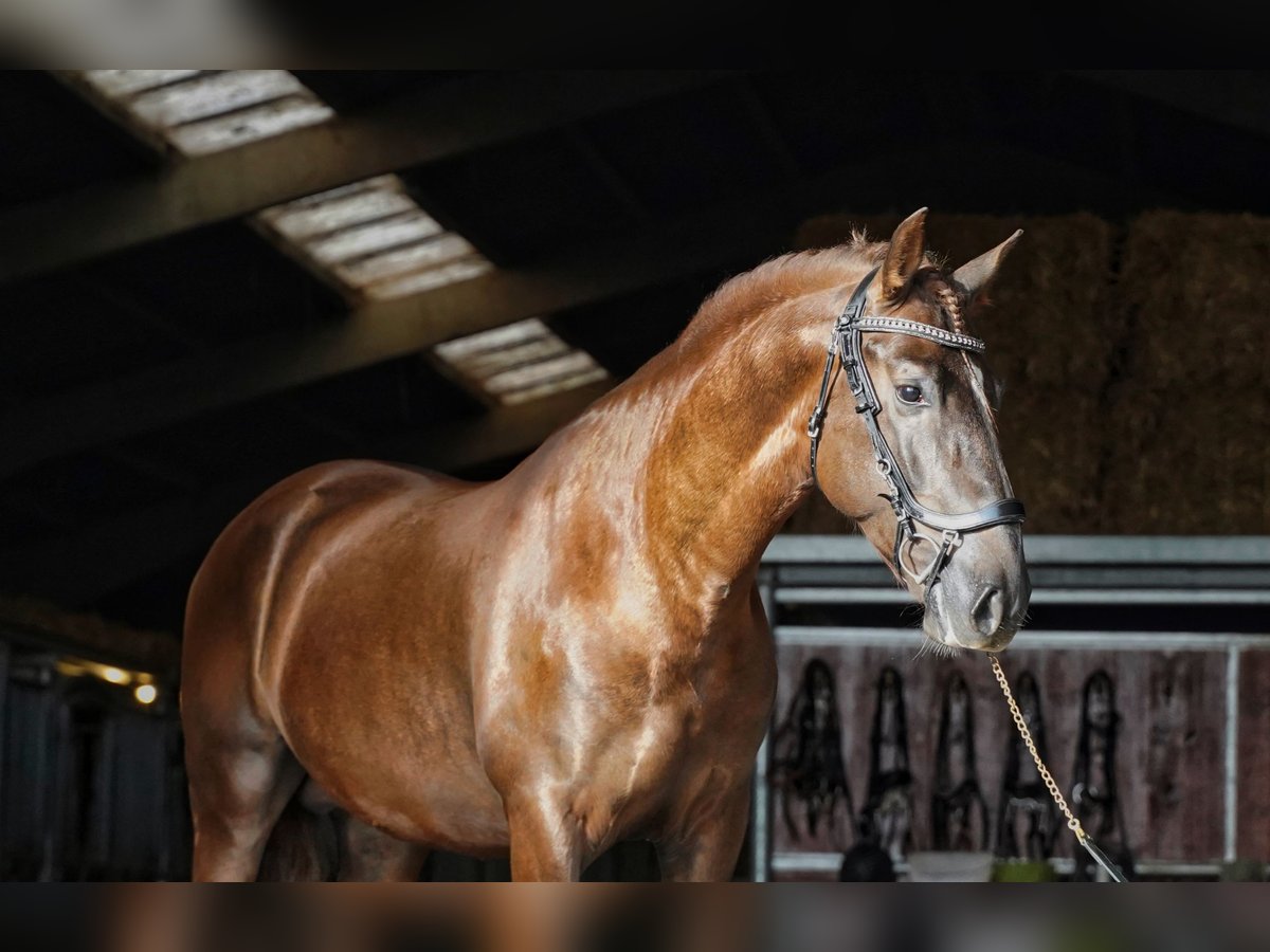 PRE Mix Stallion 5 years 16 hh Chestnut in HEUVELLAND