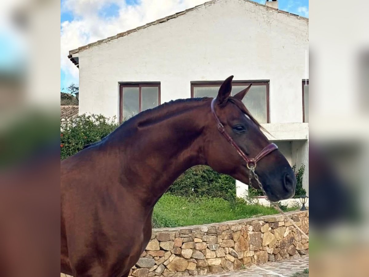 PRE Mix Stallion 5 years 16 hh Chestnut in Santa Perpetua de Mogoda