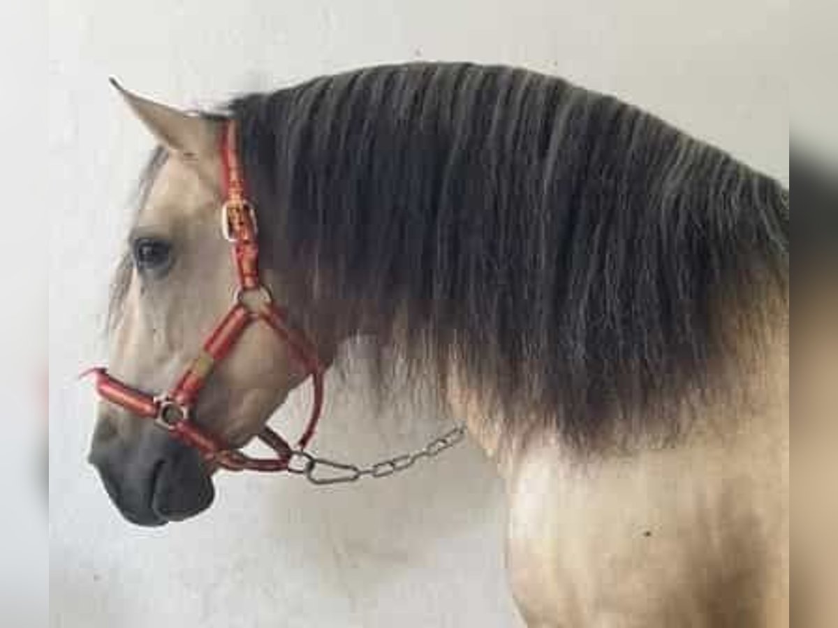 PRE Mix Stallion 5 years 16 hh Dun in Chiclana de la Frontera