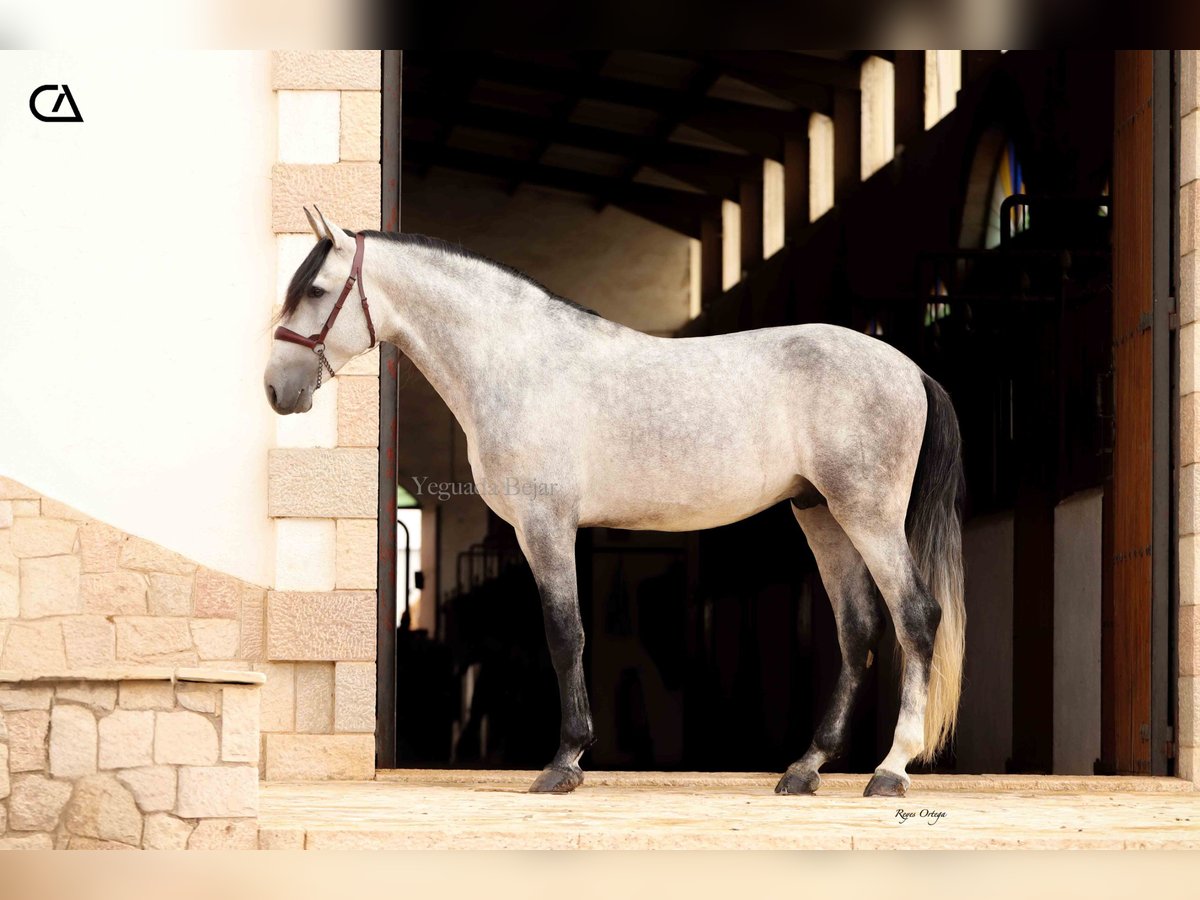 PRE Stallion 5 years 16 hh Gray-Dapple in Puerto Lumbreras